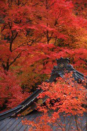 知る人ぞ知る茨城県のもみじ寺・永源寺！紅葉の見ごろや駐車場、混雑具合は？ - One