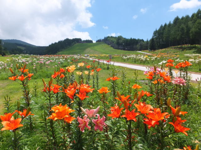 ハンターマウンテンゆりパークで楽しもう！ : しおばら通信