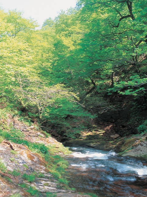 秋保風雅 にご宿泊のお客様に スタッフおすすめの周辺観光をご紹介✨磊々峡秋保大滝宮城県仙台市太白区秋保町馬場大滝１１秋保神社 宮城県仙台市太白区秋保町長袋清水久保北２２GREAT_DANE_BREWING宮城県仙台市太白区秋保町湯元枇杷原