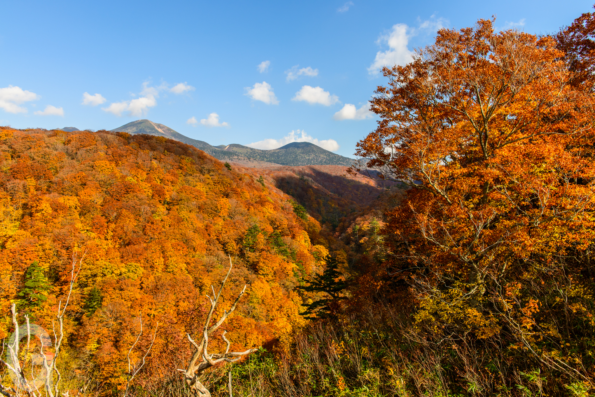 2024日本東北青森賞楓懶人包最佳時間、交通、景點色推薦@去旅行新聞網