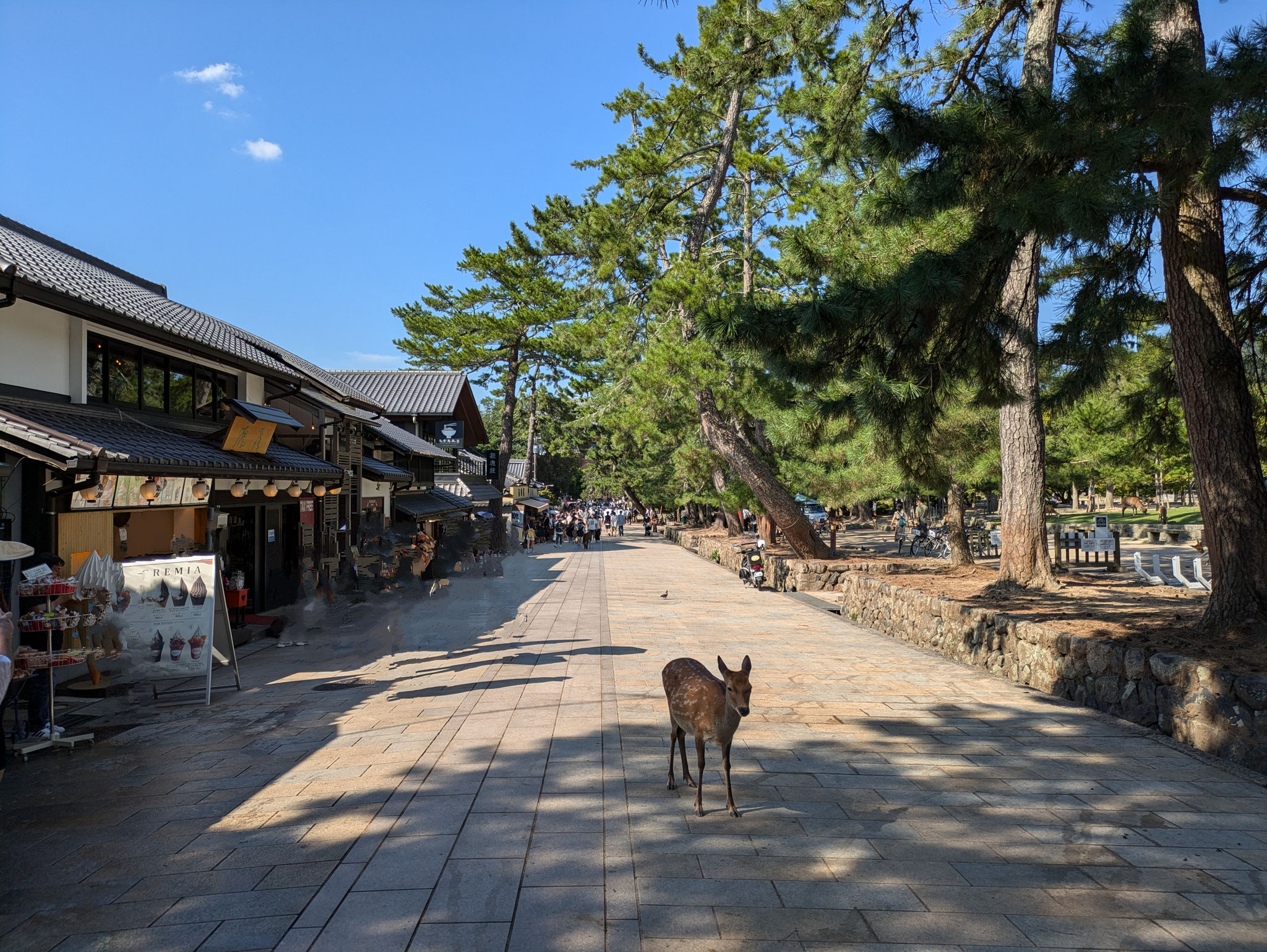 東大寺 奈良公園 近くの観光バス