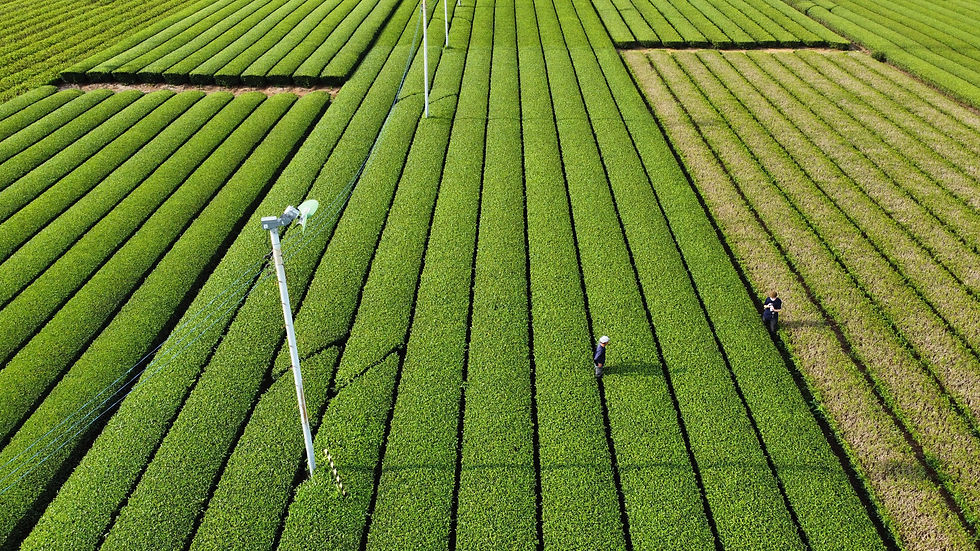 牧之原山本園samurai teafarm@morihiko.yamamoto.1• Instagram photos and