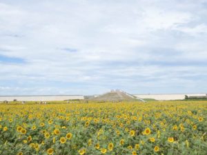 柳川ひまわり園2019 50万本のひまわり！7 19開園 花火も！開花状況久留米ファン
