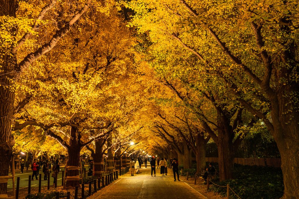 明治神宮外苑の紅葉見頃・天気情報 2025 -