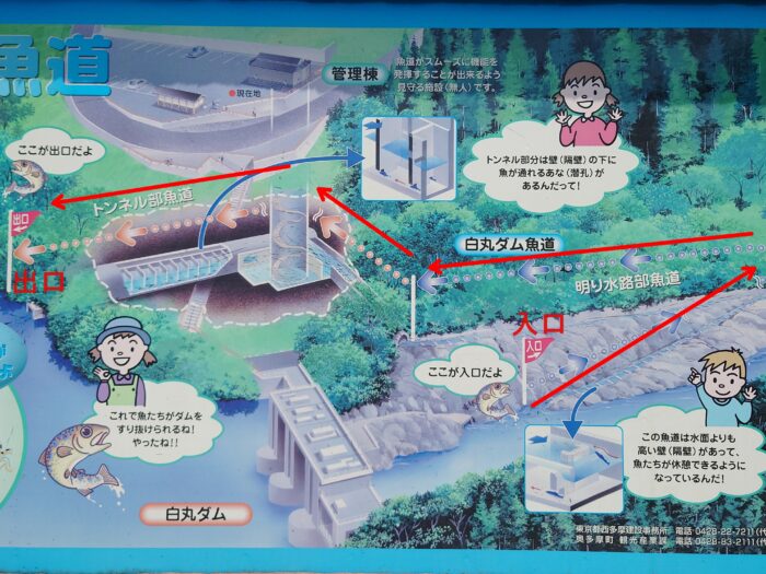 白丸ダム」アクセス駐車場情報！魚道見学の螺旋階段が美しい！関東旅行ブログ