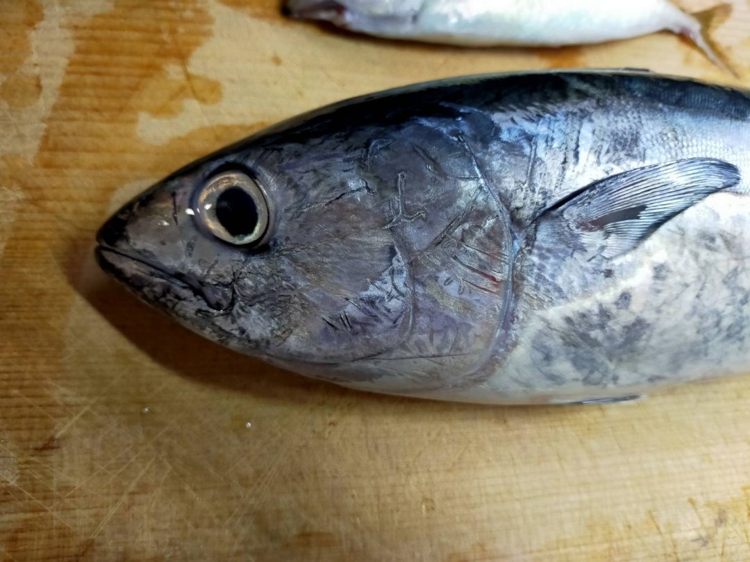 ナチュラルライフゼミ今日もお天気が良く、水橋フィッシャリーナで釣りをしました！ 開始早々沢山のお魚が釣れました。初参加の学生がキジハタを2匹釣り、 他の学生もカワハギやスズメダイ、イワシ、カサゴなど色々な魚を沢山釣りあげていました。 回を重ねるごとに
