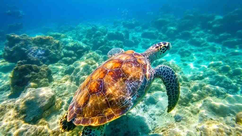 沖縄の海が綺麗すぎる理由5選！透明度・色・サンゴ礁 感動の絶景を支える秘密青の洞窟Core