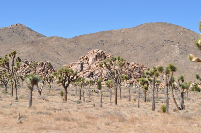 ジョシュアツリー国立公園 カリフォルニア スクエアペーパーコースターZazzle.co.jp