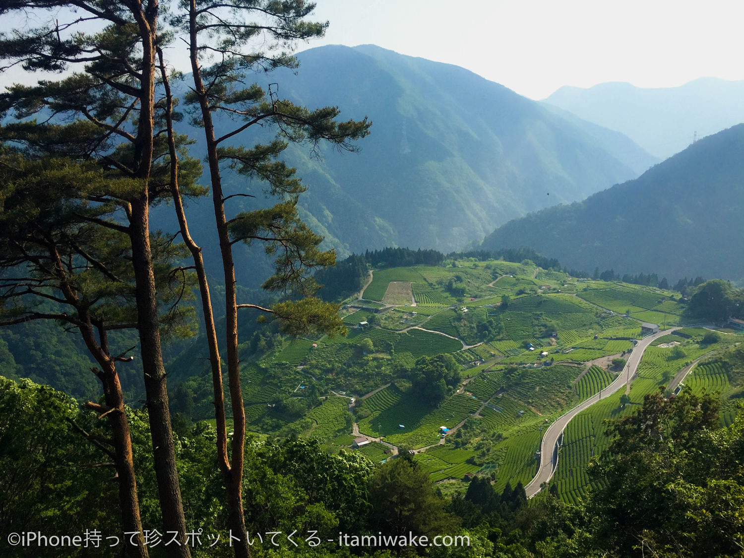 岐阜県揖斐郡『天空の茶畑 岐阜のマチュピチュ 』へのアクセスと撮影スポット岐阜フォト