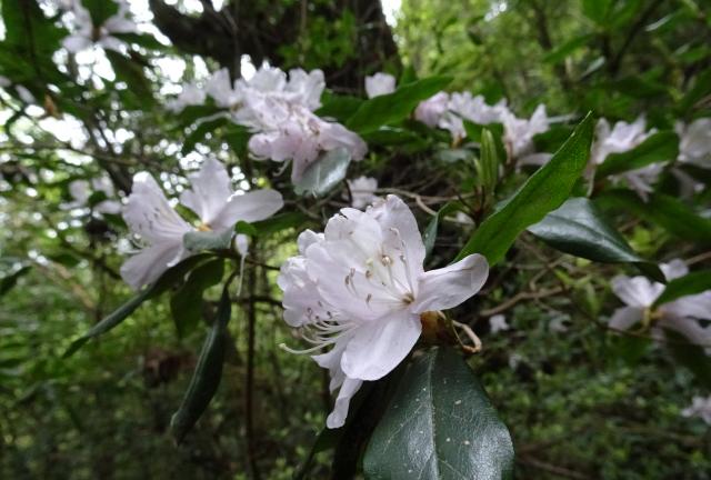 大雨情報 「線状降水帯発生のおそれ」九州南部 気象庁が警戒呼びかけ 鹿児島鹿児島のニュースMBC NEWS南日本放送1ページ