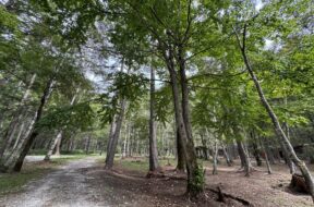 高尾歳時記 2025年6月14日悠星 Yusei