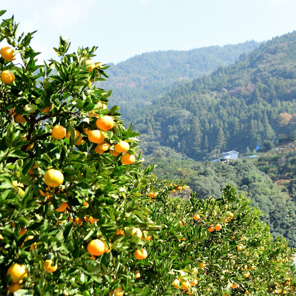 有田みかん海道 - 有田市観光協会