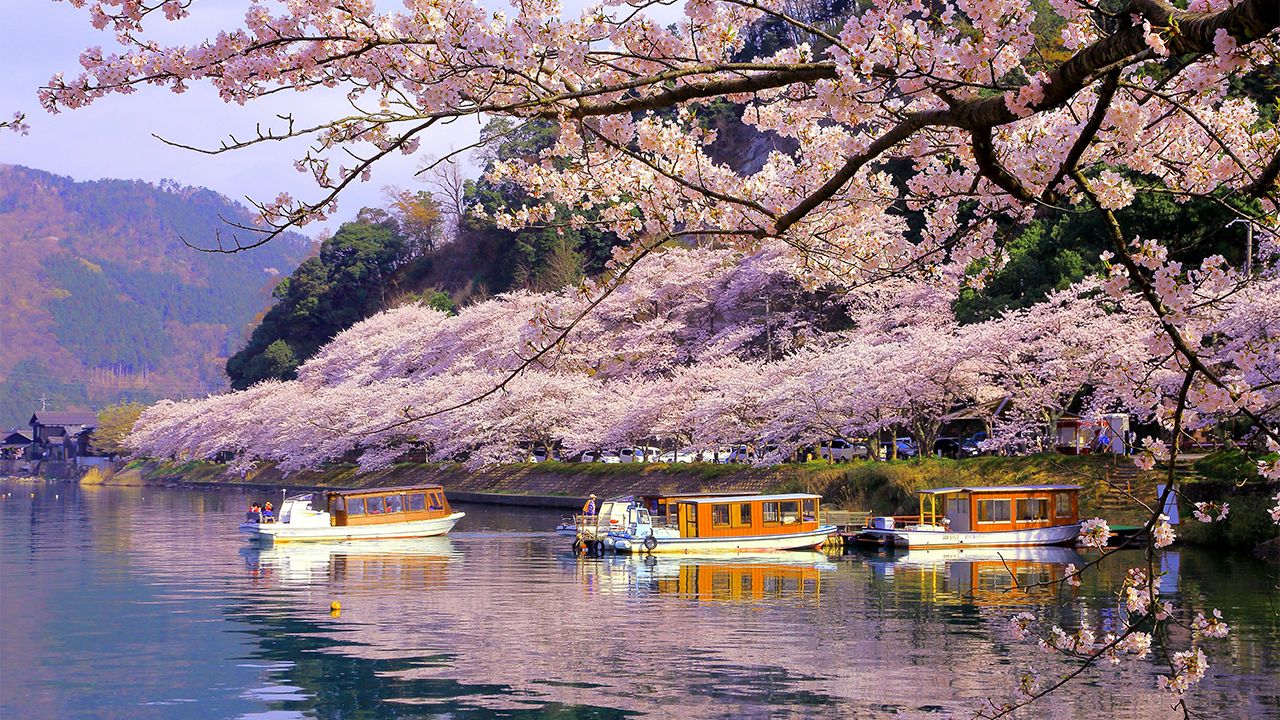 日本の桜名所100選 びわ湖 海津大崎の桜はサイクリングがおすすめ！隠れ家ヴィラ、別荘をシェアする会員制リゾート「GFC」