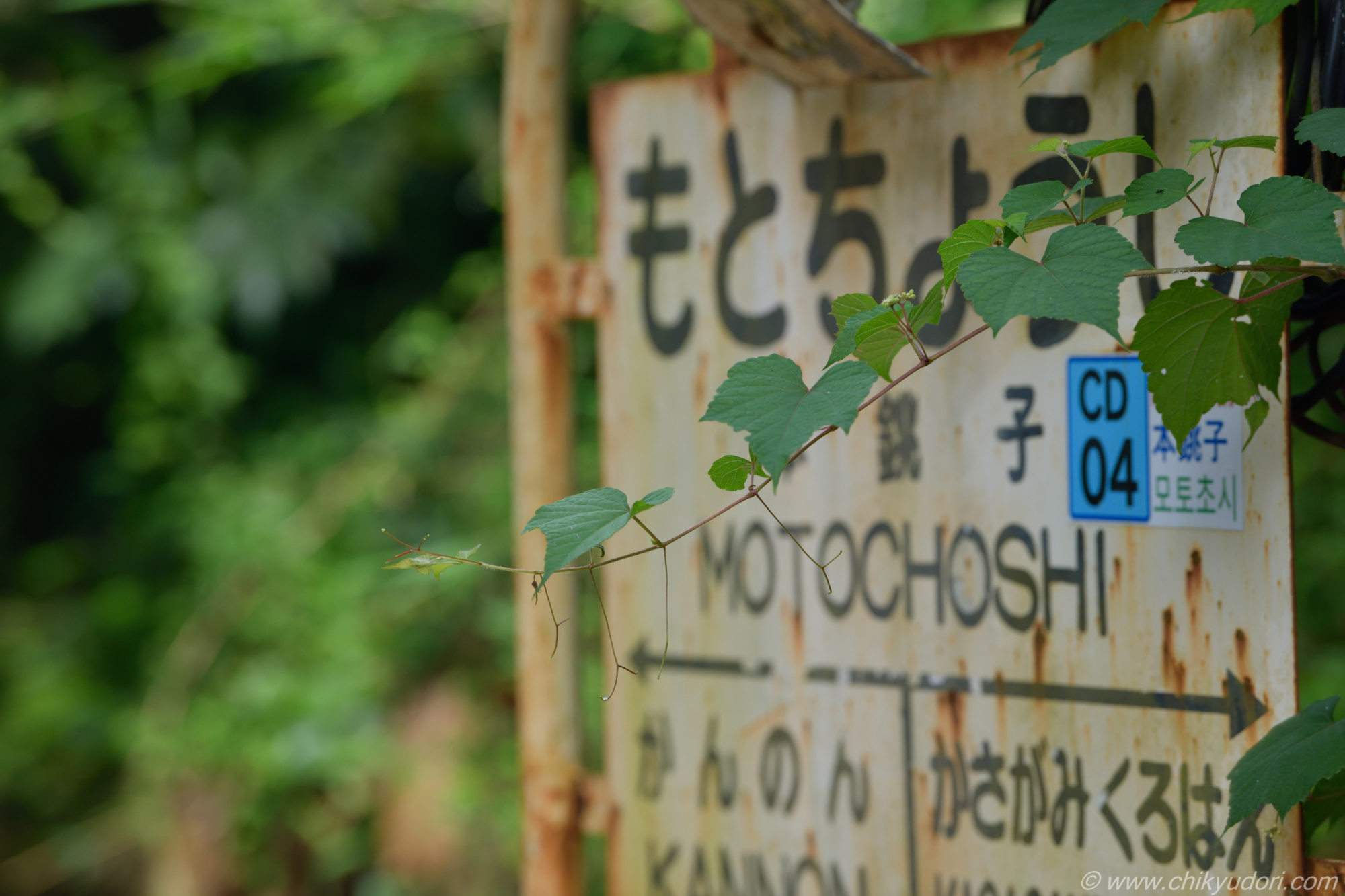 痛恨の１枚 銚子電鉄 本銚子に降りて 日本の恋のトンネルと言われる有名なスポットで撮り鉄を しか－し手前左の葉っぱにオ－トフォ－カスが合ってしまい肝心の電車がピンボケにっ