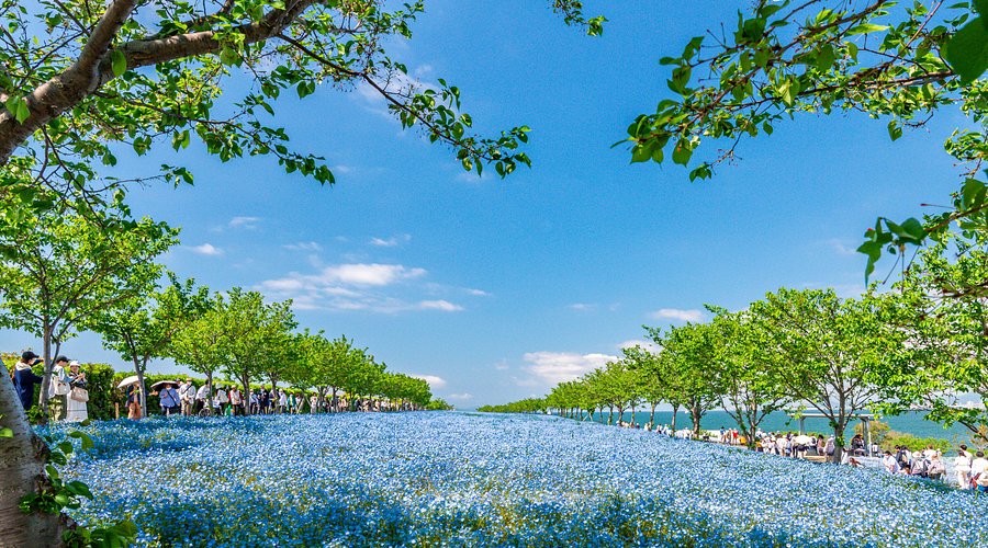 JAF大阪 ゴールデンウィークはネモフィラを満喫！まいしまシーサードパークで期間限定会員優待を実施！一般社団法人 日本自動車連盟のプレスリリース