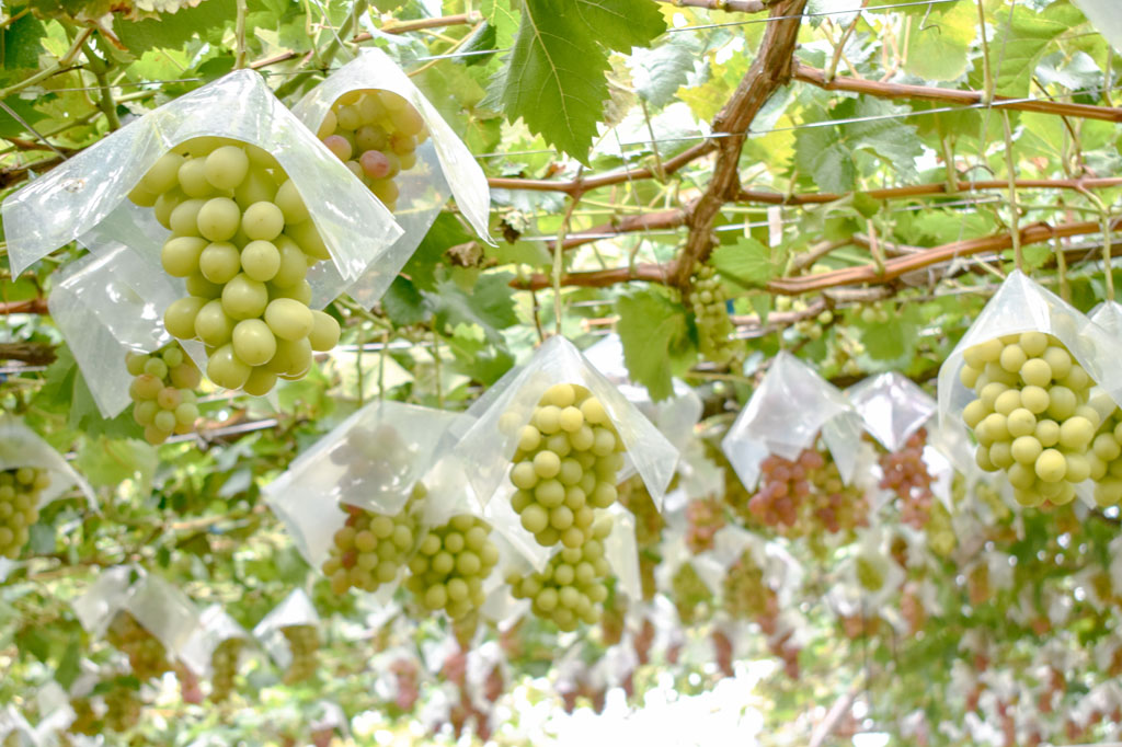 本甲斐路 – ぶどう狩り＠久保田園 山梨県甲州市勝沼町のぶどう狩り園