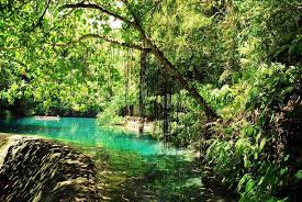 世界最古のジャングル・マレーシアのタマンネガラ国立公園ツア