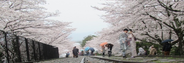 京都市 左京区 速報！３月２８日現在の蹴上インクラインと琵琶湖疎水記念館の桜♪