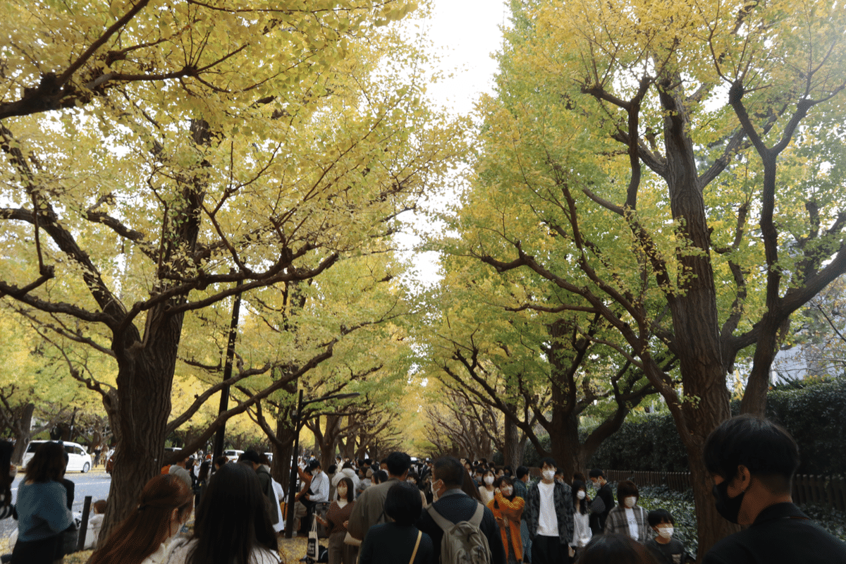 明治神宮外苑のイチョウ並木 146本の兄弟姉妹 - 日本経済新聞