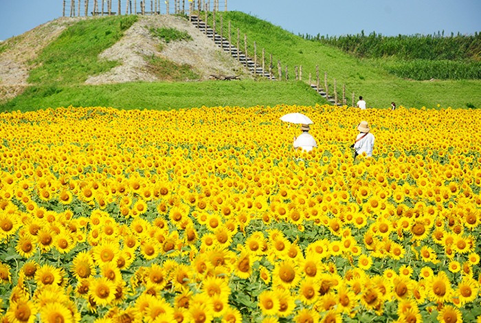 柳川ひまわり園スポット柳川市観光公式サイト