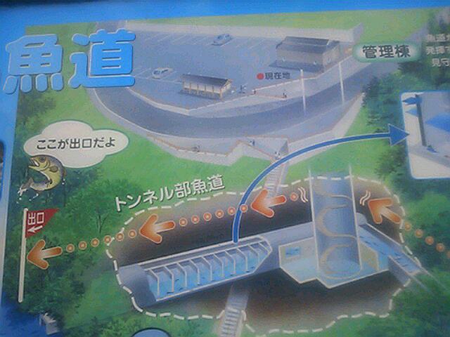 白丸ダム魚道見学散歩道の手づくりしてみました & 狭山丘陵散歩