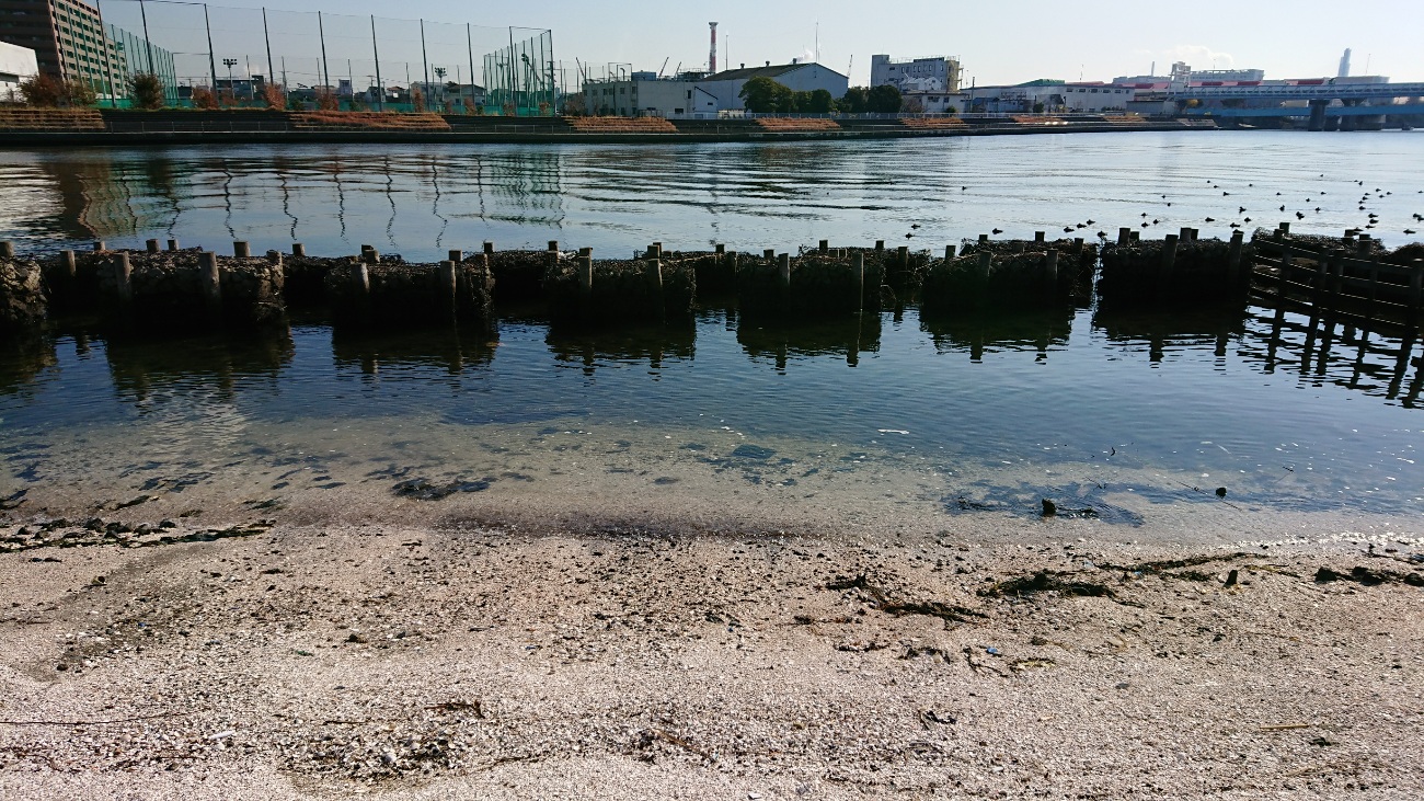鶴見川河口で釣れたアジの釣り・釣果情報 - アングラーズ釣果600万件の魚釣り情報サイト