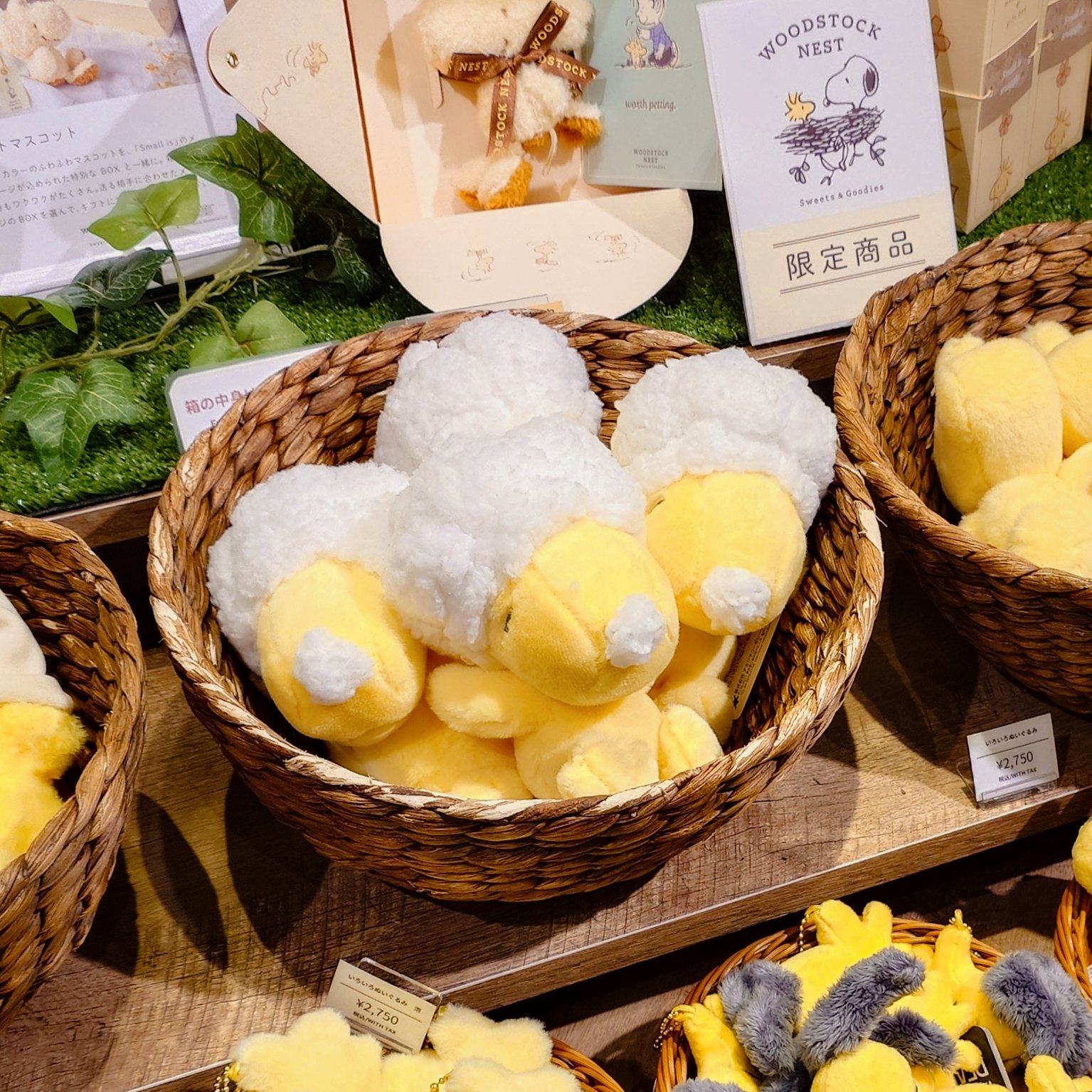 SNOOPY×CHICSTOCKS スヌーピー きょうだい