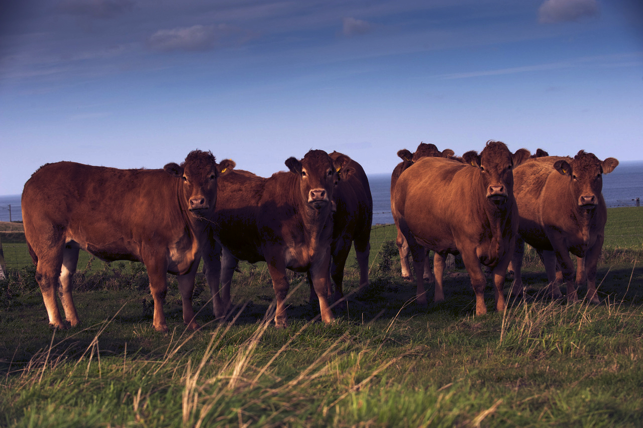 リムーザン地域圏 - Wikipedia