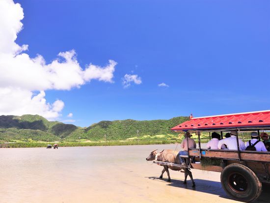 ビオスの丘-水牛車に乗って亜熱帯の森で遊ぶ