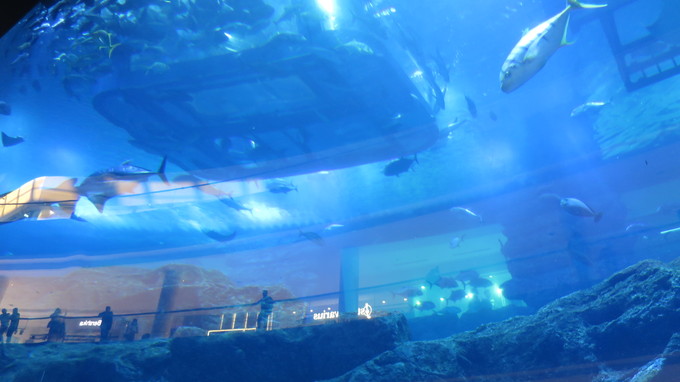 ドバイ モール水族館と水中動物園の入場券 2025