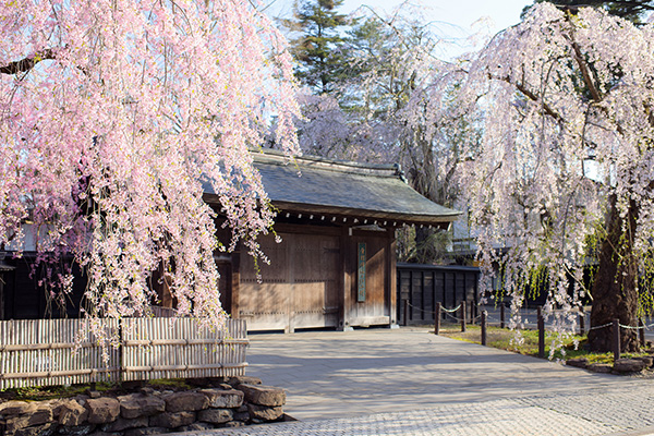 東北を代表する桜名所 みちのく三大桜について解説！国内旅行・海外旅行のお得な情報を発信中！旅行地の情報をさらに詳しく知りたい人、旅行に関するお得な知識を知りたい人必見です