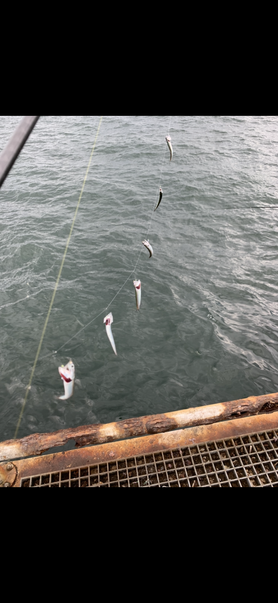 豊浜釣り桟橋でのサビキ釣りで小アジ60匹手中 愛知 多点掛けを堪能2023年8月4日-