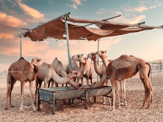 デザートサファリ 砂漠ツアーアブダビ 旅行の観光・オプショナルツアー予約