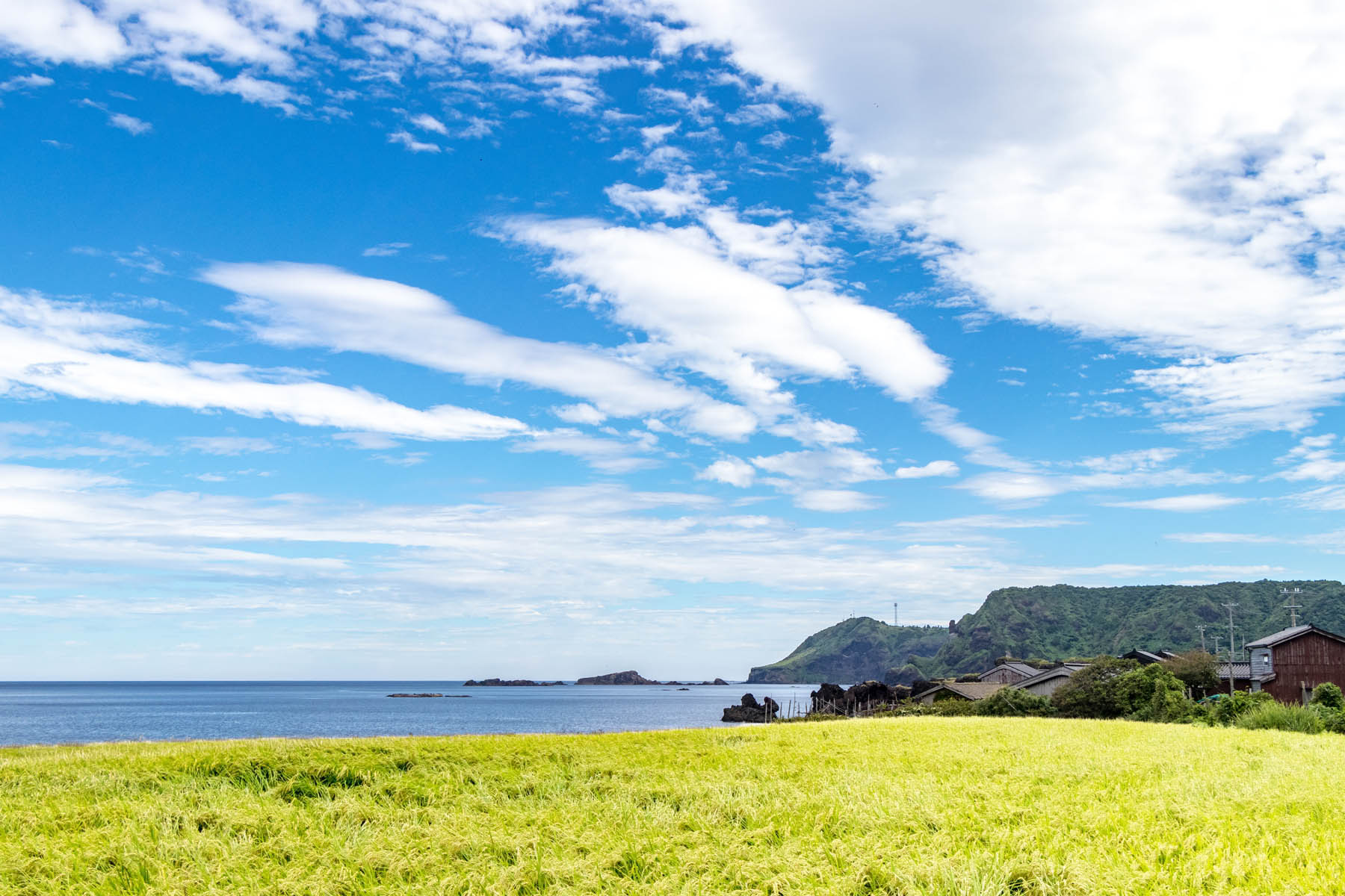 佐渡の生物１３：外海府で見た動植物 : 佐渡広場