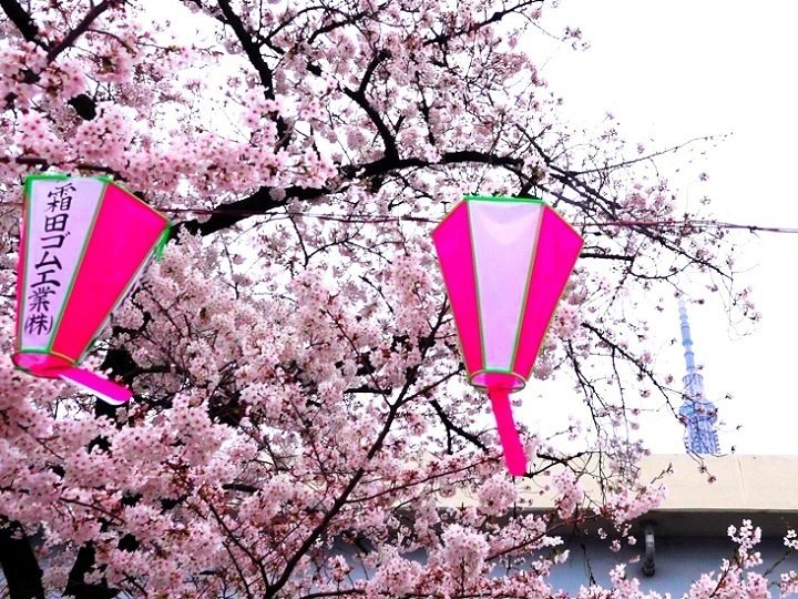 浅草・隅田川の東京スカイツリーが見える夜景スポット１２選