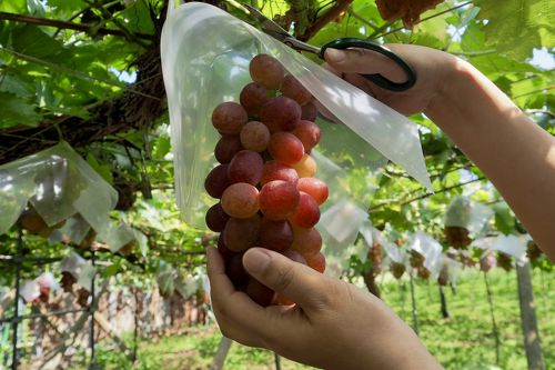 勝沼ぶどう みはらしの千果園