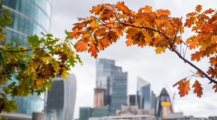 スタッフブログ：イギリスの秋の過ごし方英国アンティーク家具販売店 ブルーウィローアンティークス