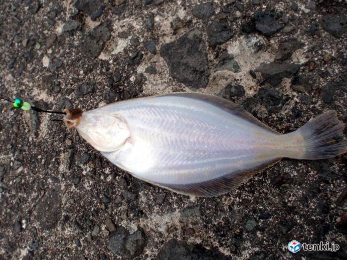 北海道の「カレイの聖地」で50cm超え頭に座布団級が乱舞 根室海峡2021年6月4日- エキサイトニュース