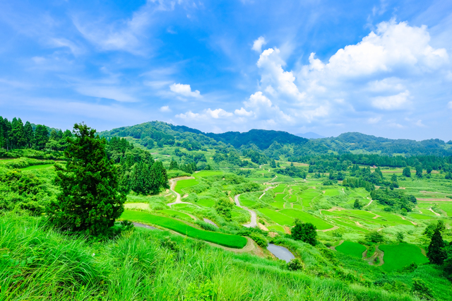 星峠の棚田」絶景シーズンを前にボランティアが環境整備 - 十日町タウン情報