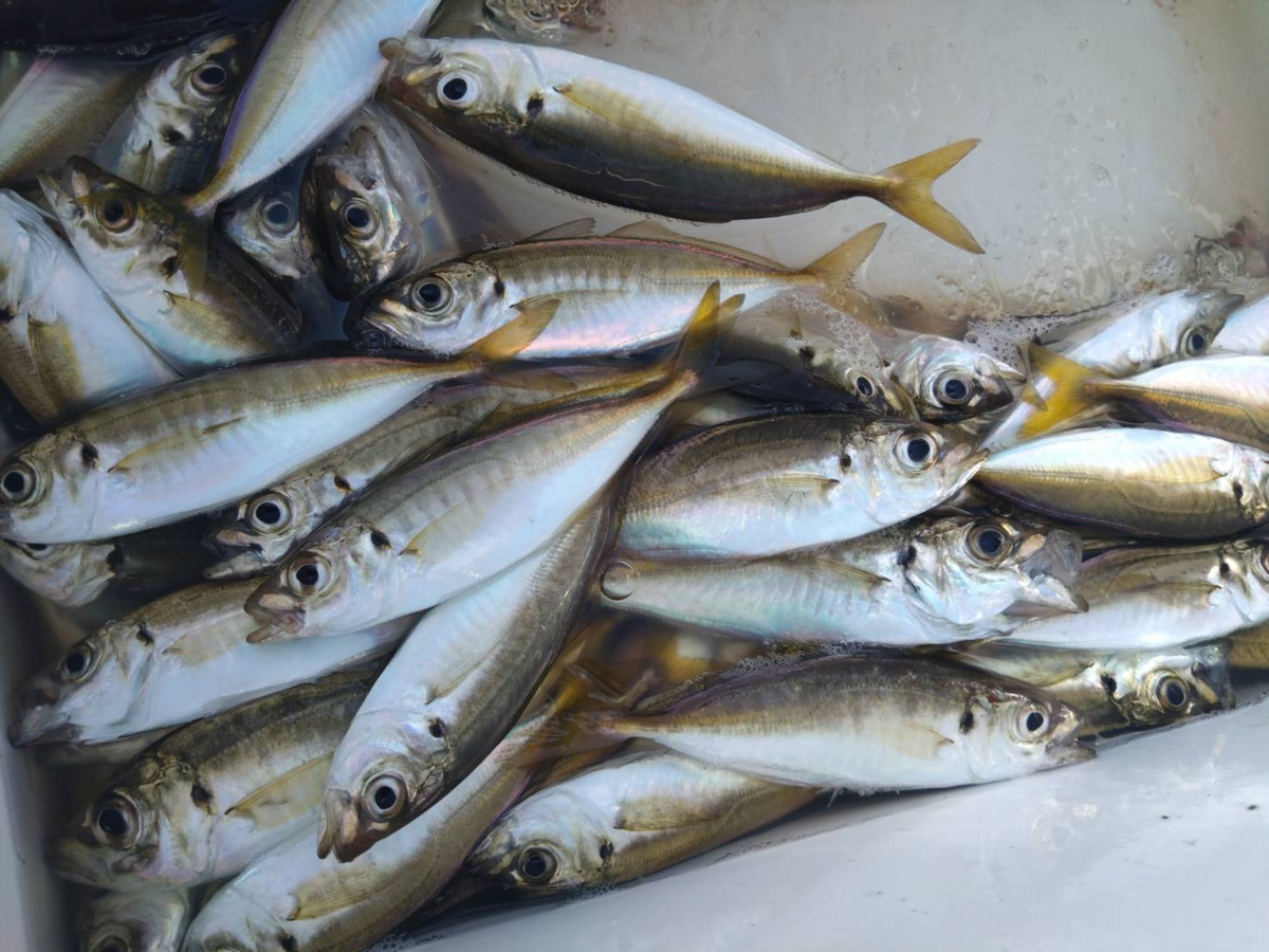 宮崎漁港 吉良サンライズパーク の釣果・釣り場情報 2025年最新-