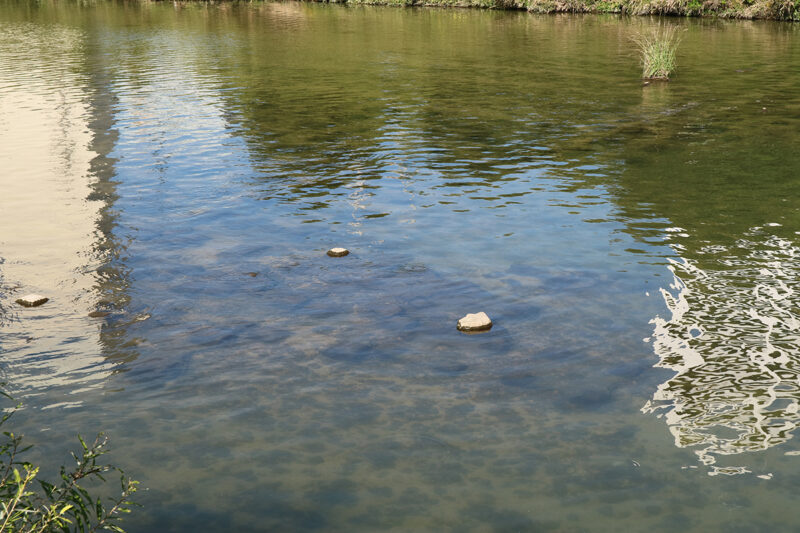 2023年01月13日 金曜日 コイ栃木県