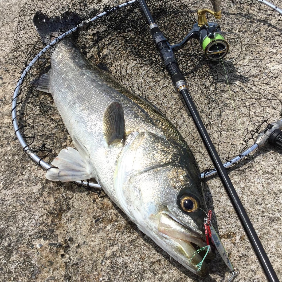 橋津港の釣果 - アングラーズ釣果600万件の魚釣り情報サイト