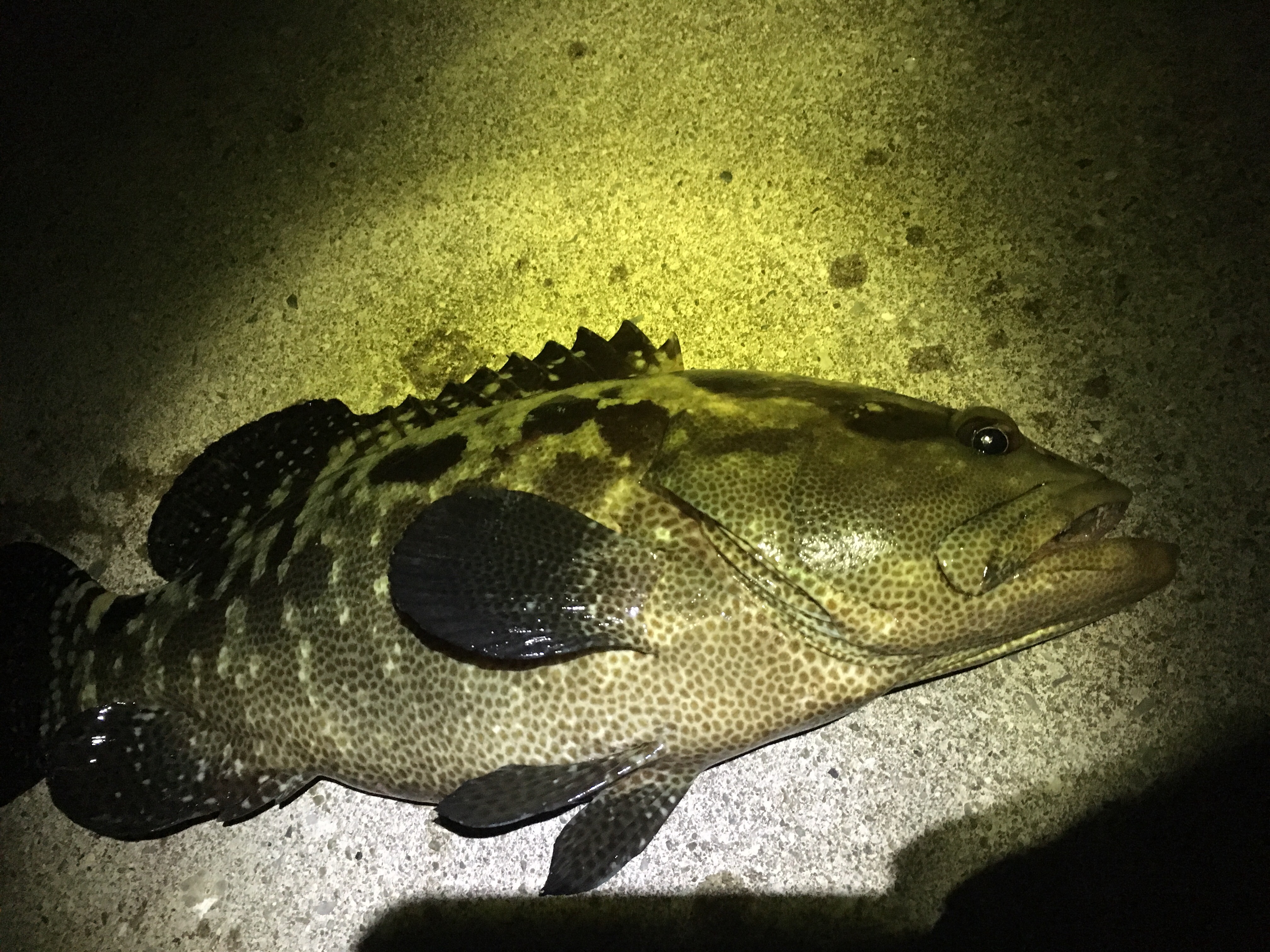 全長130センチのアーラミーバイ！正月に大物ゲット「いい年になりそう」 - 琉球新報デジタル