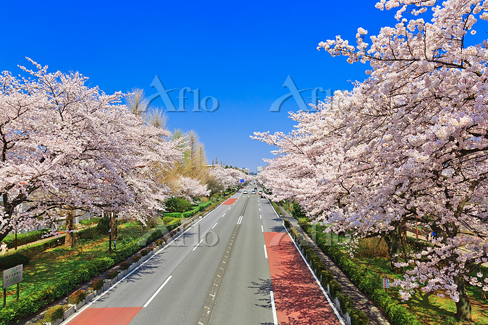 都立大学駅前・桜並木ライトアップ & 桜フェスタ富志美会