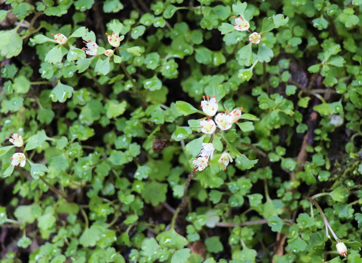 梅の香りの漂う季節。寒さに負けず春を感じる山の旅へ 東京周辺- 山と溪谷オンライン