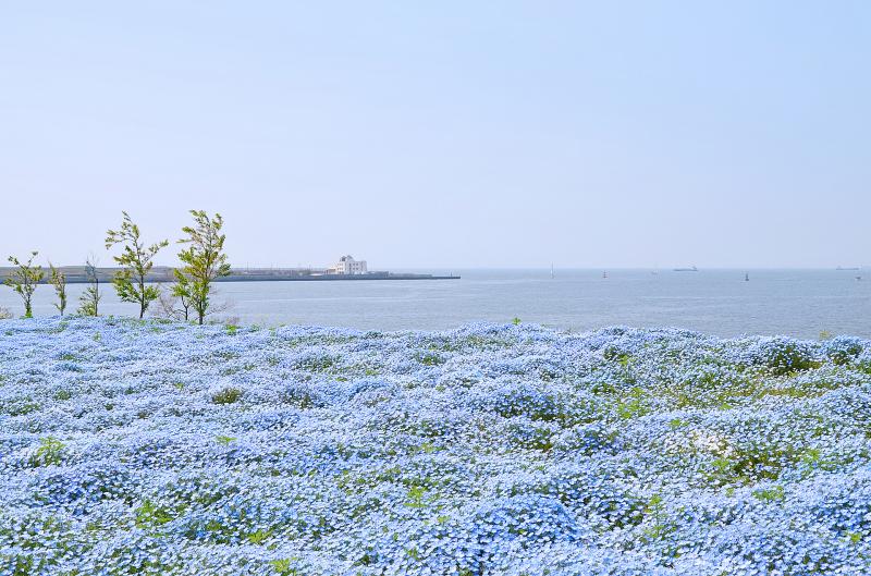 大阪 ネモフィラ祭りに行ってきた 大阪まいしまシーサイドパークアジアをひとりで旅してみたら