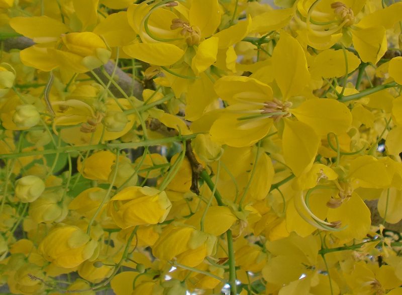 ナンバンサイカチ ゴールデンシャワー沖縄県緑化種苗協同組合