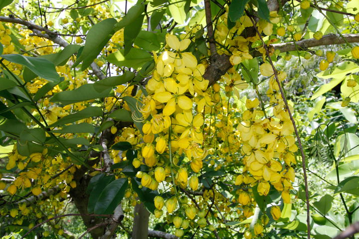 ナンバンサイカチ植物写真鑑