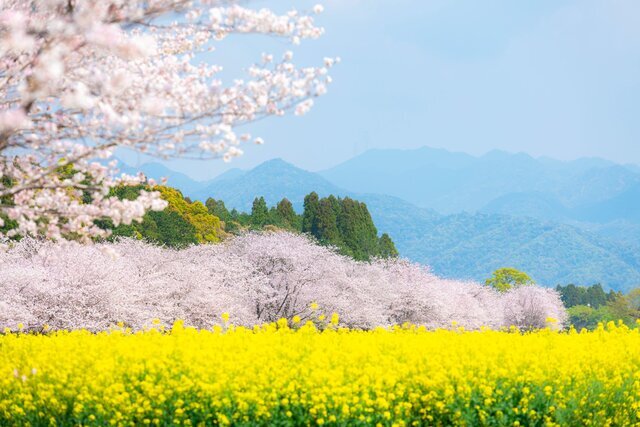 全国 3月におすすめの旅行先10選！北海道や沖縄など春に行きたいスポットまとめ じゃらんニュース