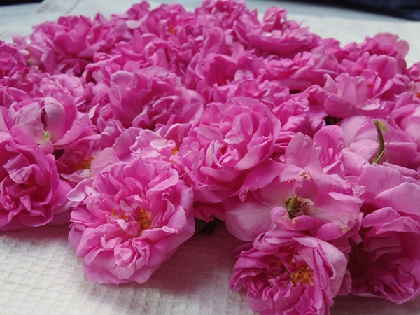 コフレ・ブルガリアローズBaked SweetsPOIRE ポアール 公式オンラインストアPOIRE